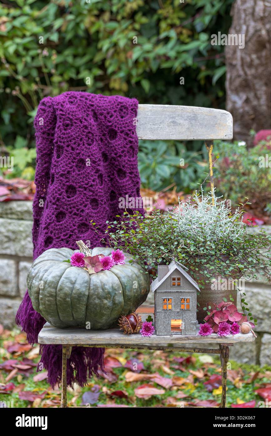 zucca grigia, lanterna, cespuglio e muehlenbeckia sulla sedia nel giardino autunnale Foto Stock
