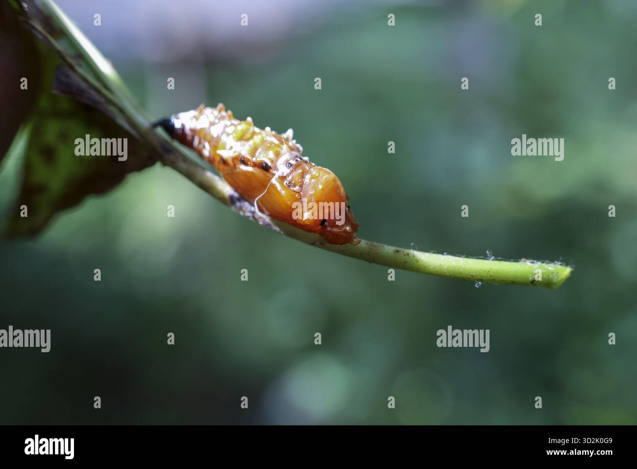 Macro primo piano della fragile pupa di coccinella d'arancia durante la metamorfosi sul gambo vegetale verde. Questo insetto crisalide aspetta in natura il suo incredibile trans Foto Stock