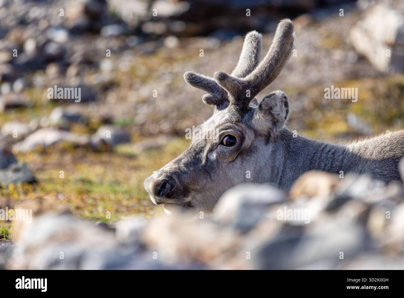 Giovani renne, Rangifer tarandus platyrhynchus, nascoste dietro le rocce e la tundra del Sarsfjellet ossiano, una riserva naturale protetta a Kongsfjorden, Foto Stock