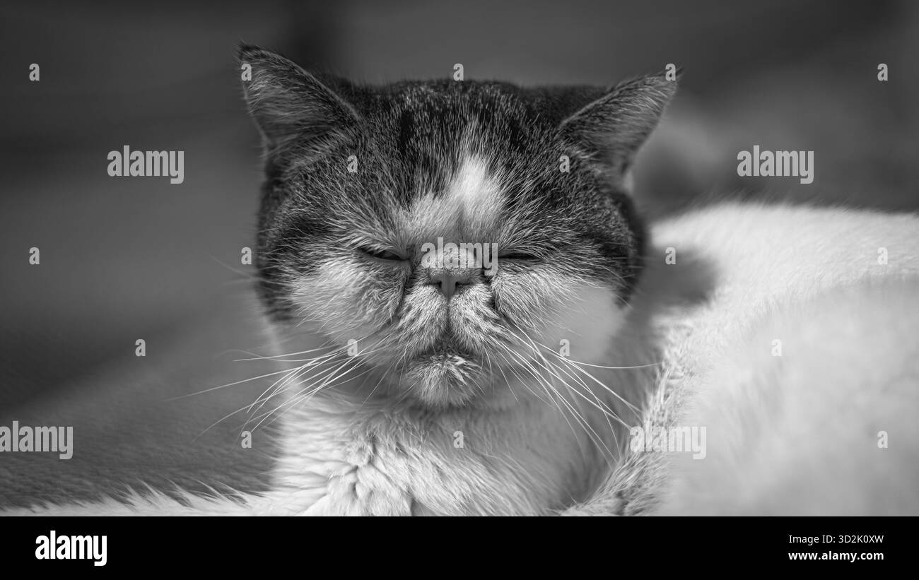 Gatto esotico che si allunga delicatamente su un elegante divano moderno Foto Stock
