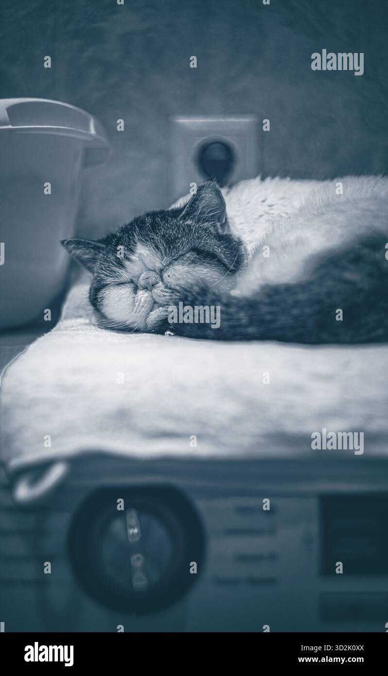 Il gatto estremo esotico bianco di colore Snoopy giace tranquillamente su una lavatrice in una lavanderia, irradiando calma, fascino e intima serenità domestica Foto Stock