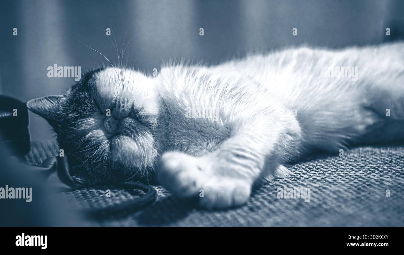 Grazioso gatto esotico che si stende comodamente su un morbido divano in tessuto Foto Stock