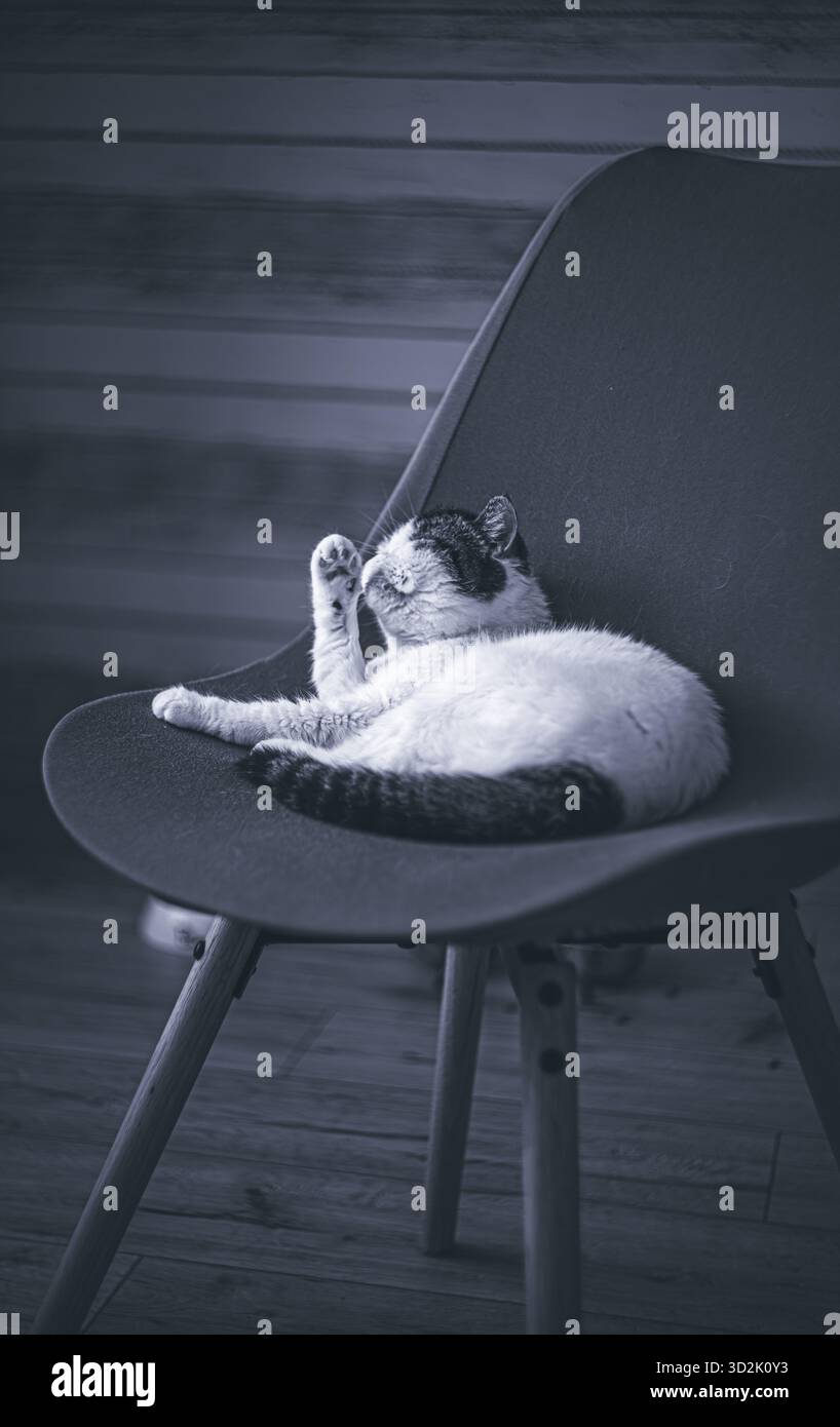 Ambiente accogliente con gatto purosangue che riposa tranquillamente Foto Stock