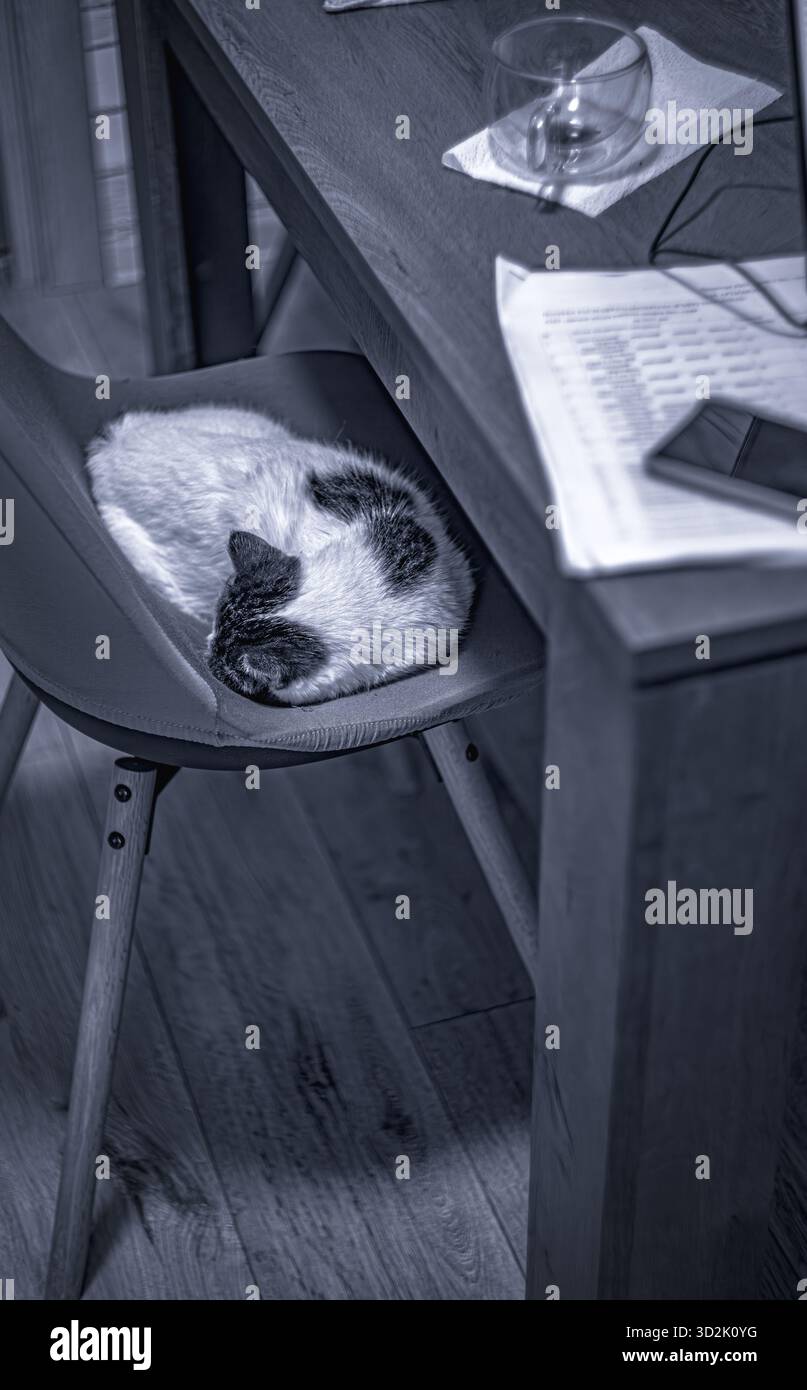 Tranquillità domestica: Gatto purosangue su morbido divano Foto Stock