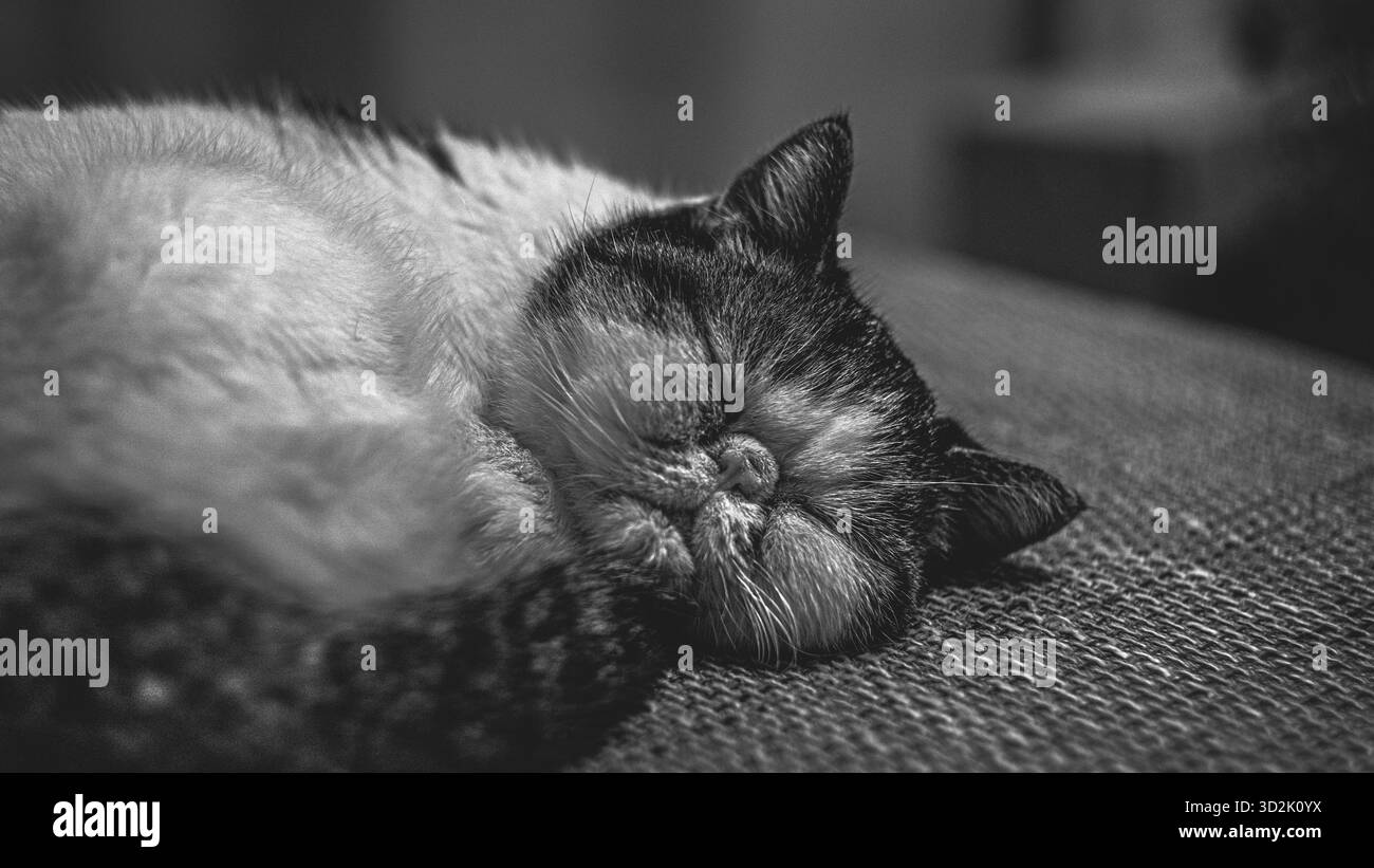 Momento intimo: Gatto esotico sdraiato tranquillamente sui cuscini dei divani Foto Stock
