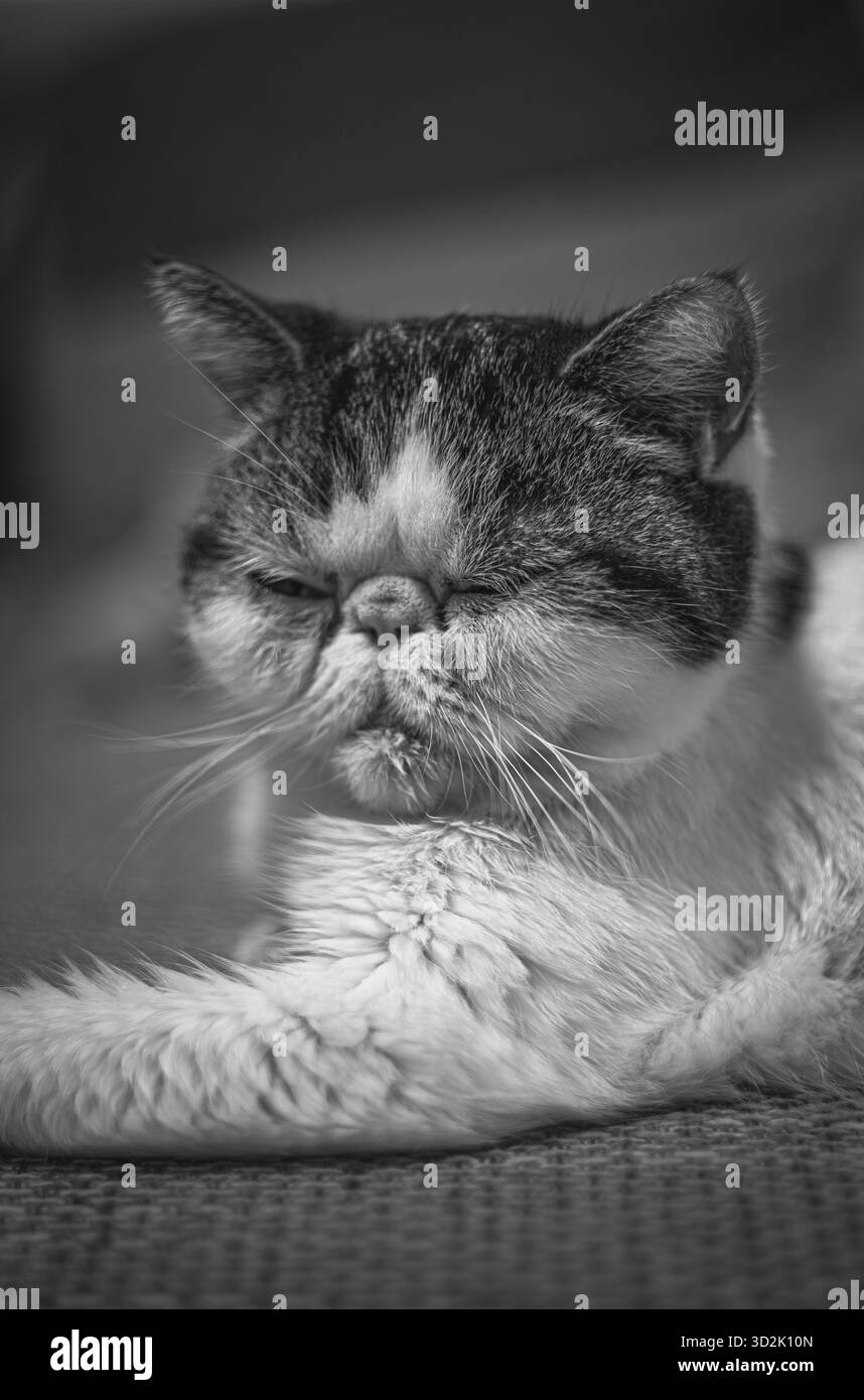 Elegante gatto esotico bianco che si rilassa su un morbido divano in tessuto Foto Stock