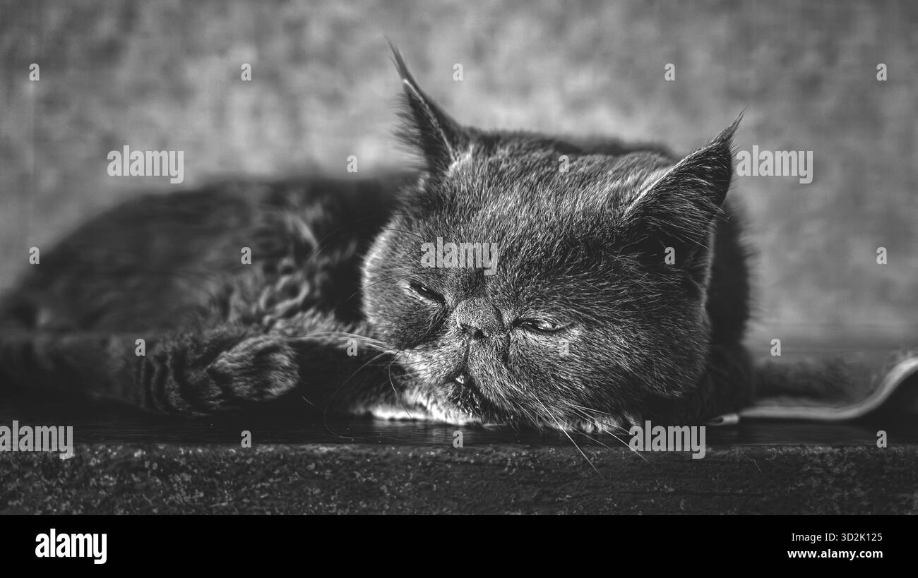 Elegante gatto appoggiato su una superficie di cucina in marmo sotto una luce calda Foto Stock