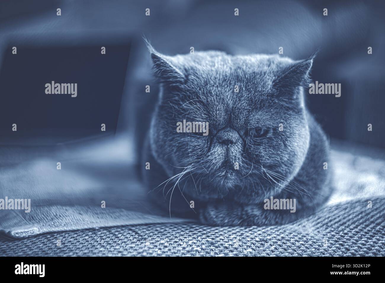 Gatto esotico shorthair con faccia rotonda appoggiata su un comodo cuscino Foto Stock