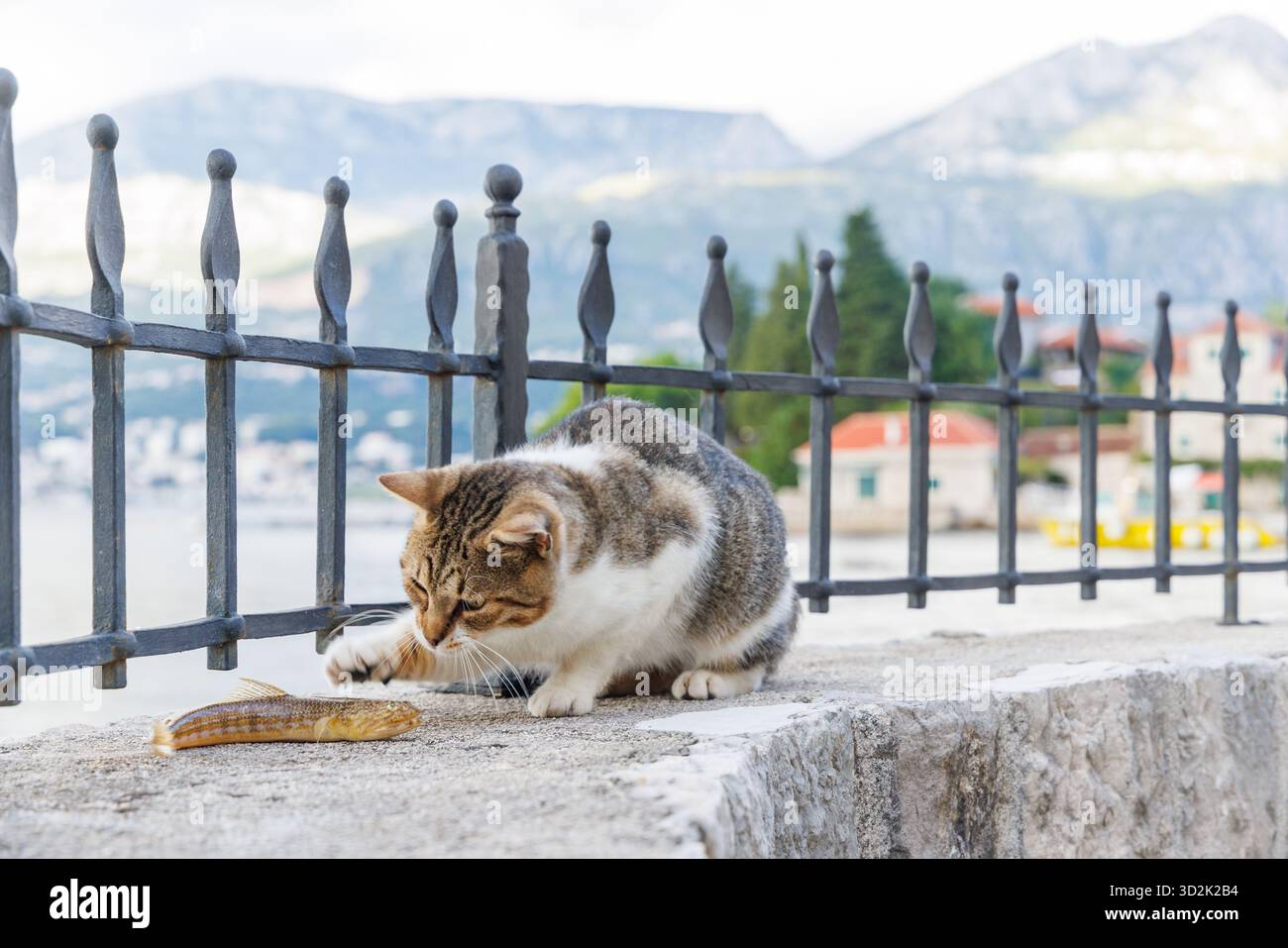 Gatto che gioca all'aperto cercando di mangiare un pesce appena pescato Foto Stock