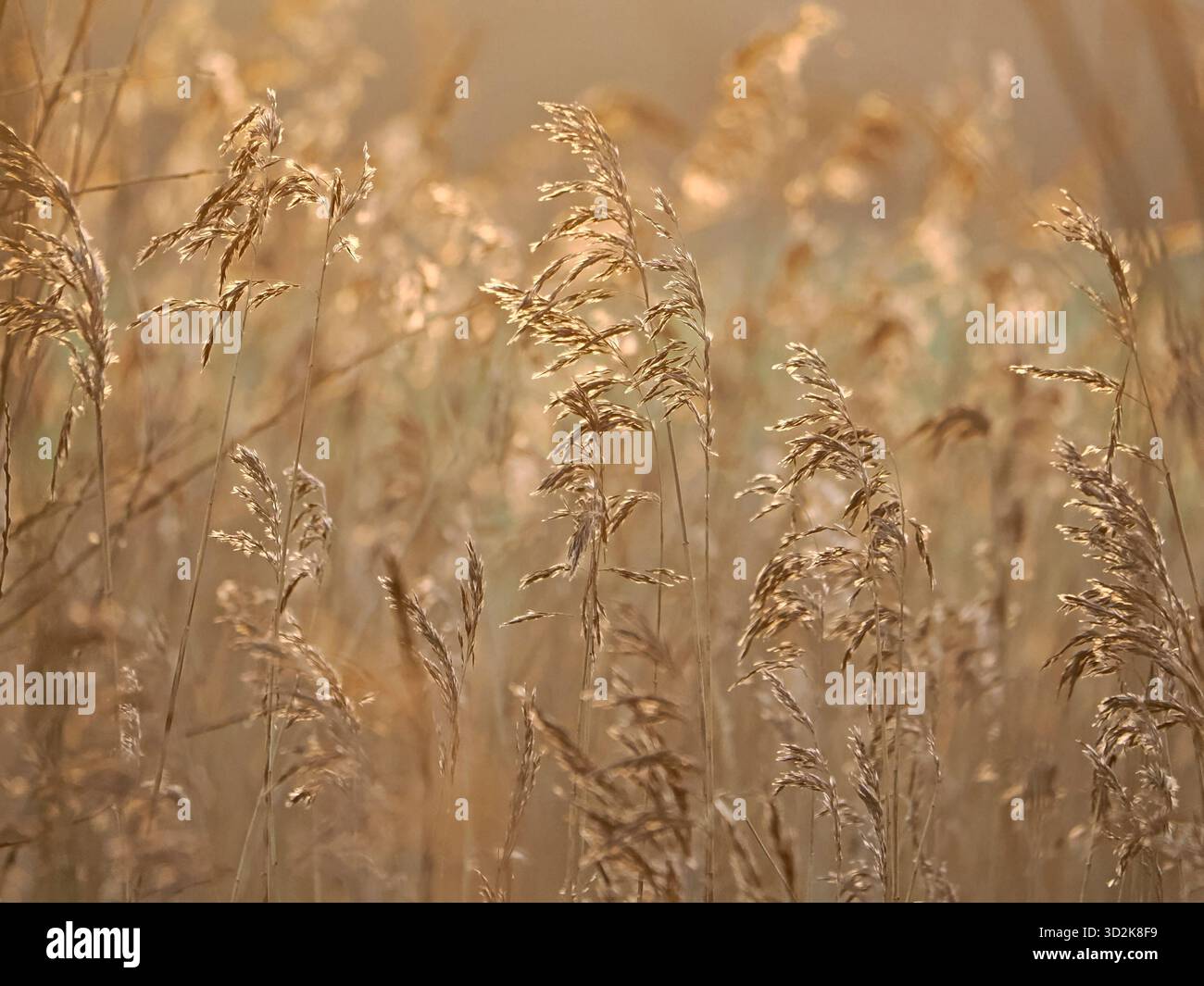 Retroilluminazione su teste di semi di canne marrone tenue in inverno al Leighton Moss RSPB Nature Reserve Lancashire, Inghilterra, Regno Unito Foto Stock