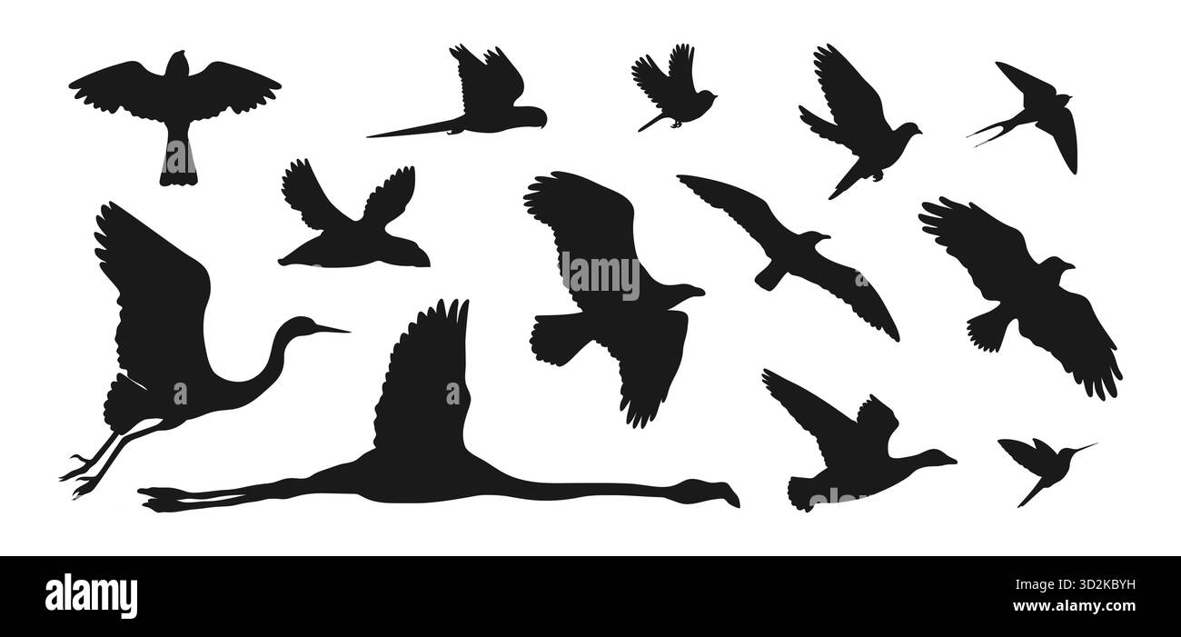 Sagome di uccelli volanti isolate su uno sfondo bianco. Pappagallo, zucca, fenicottero, corvo, colibrì, gabbiano, passero, airone, piccione, aquila, anatra, Illustrazione Vettoriale