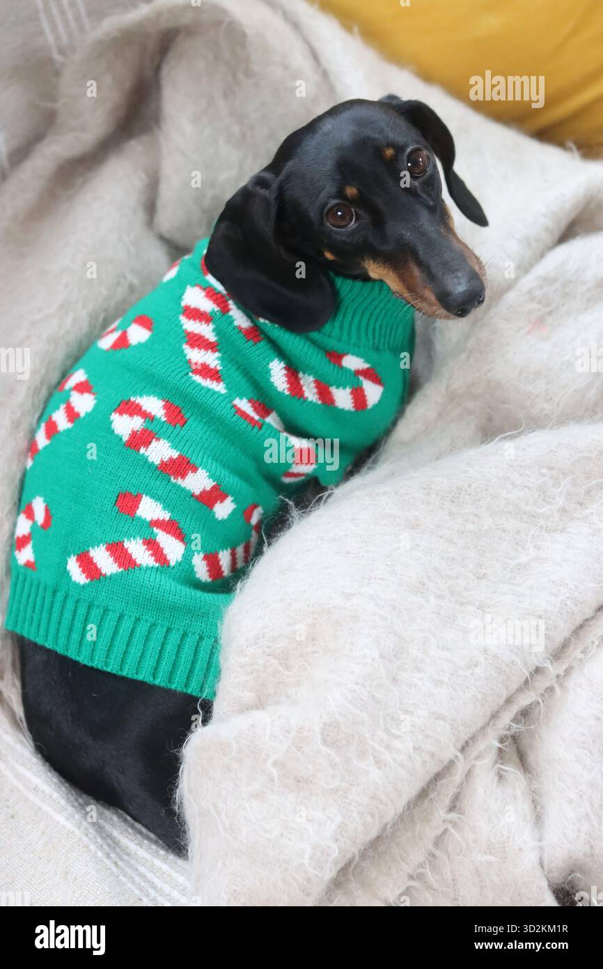 Un Dachshund in miniatura in un maglione natalizio seduto su un divano Foto Stock