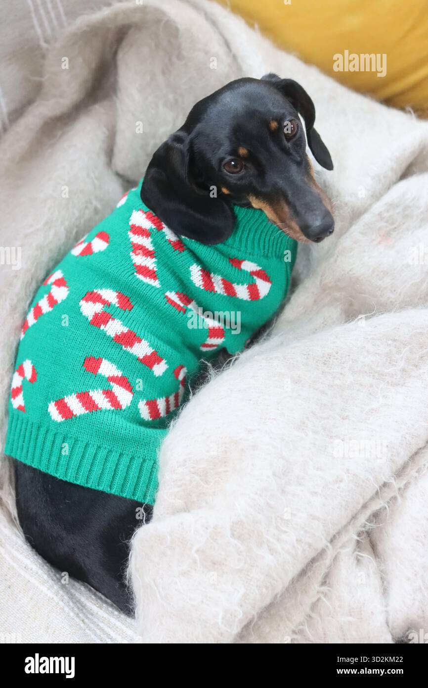 Un Dachshund in miniatura in un maglione natalizio seduto su un divano Foto Stock