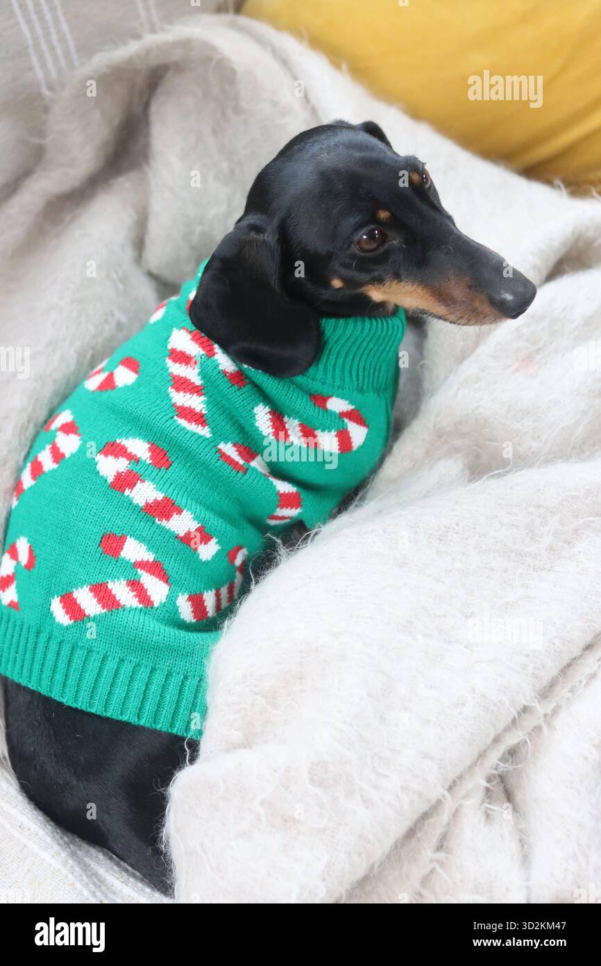 Un Dachshund in miniatura in un maglione natalizio seduto su un divano Foto Stock