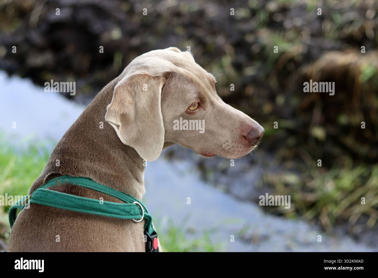 Cucciolo di Weimaraner in un'imbracatura verde sulla riva del fiume Foto Stock