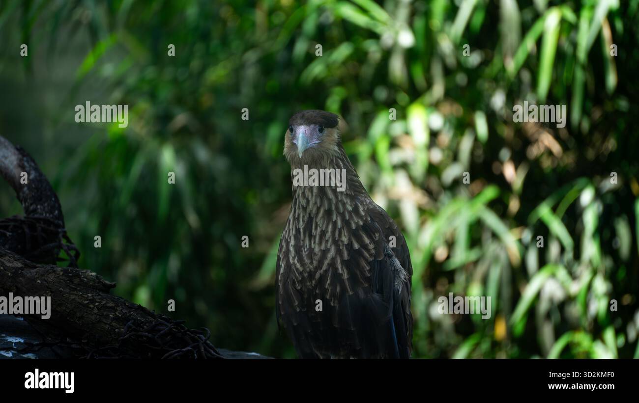 Uccello raptor tropicale marrone Foto Stock
