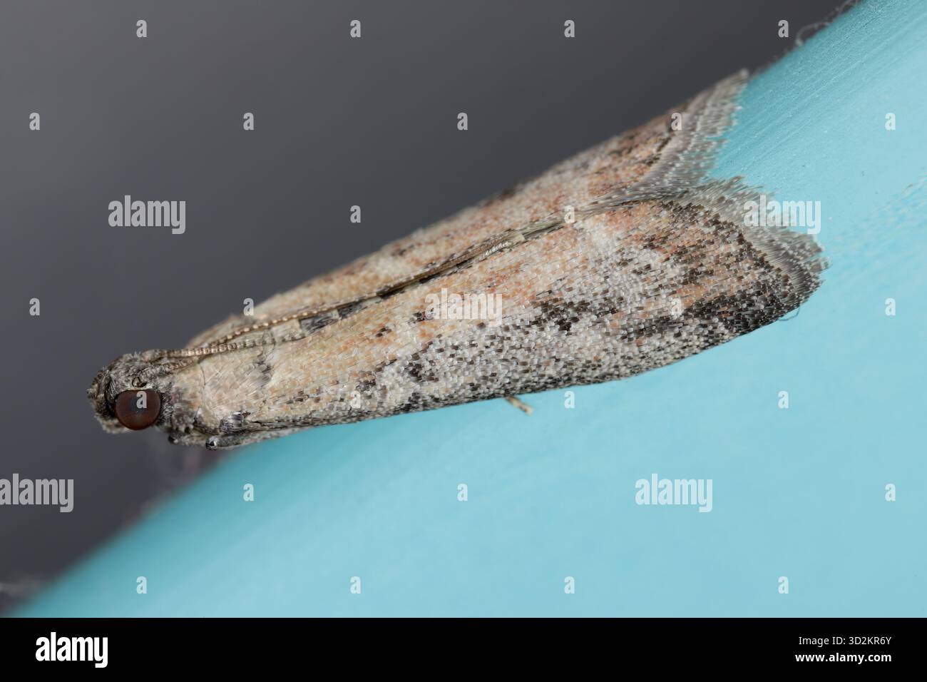 Frutta secca o falena da dattero, Ephestia woodiella, Ephestia parasitella. Un campione adulto sul bordo di un orologio di vetro in casa. I caterpillars distruggono il negozio Foto Stock