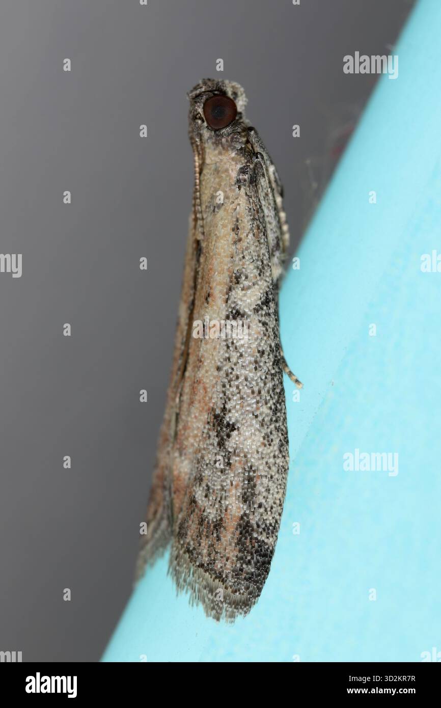 Frutta secca o falena da dattero, Ephestia woodiella, Ephestia parasitella. Un campione adulto sul bordo di un orologio di vetro in casa. I caterpillars distruggono il negozio Foto Stock