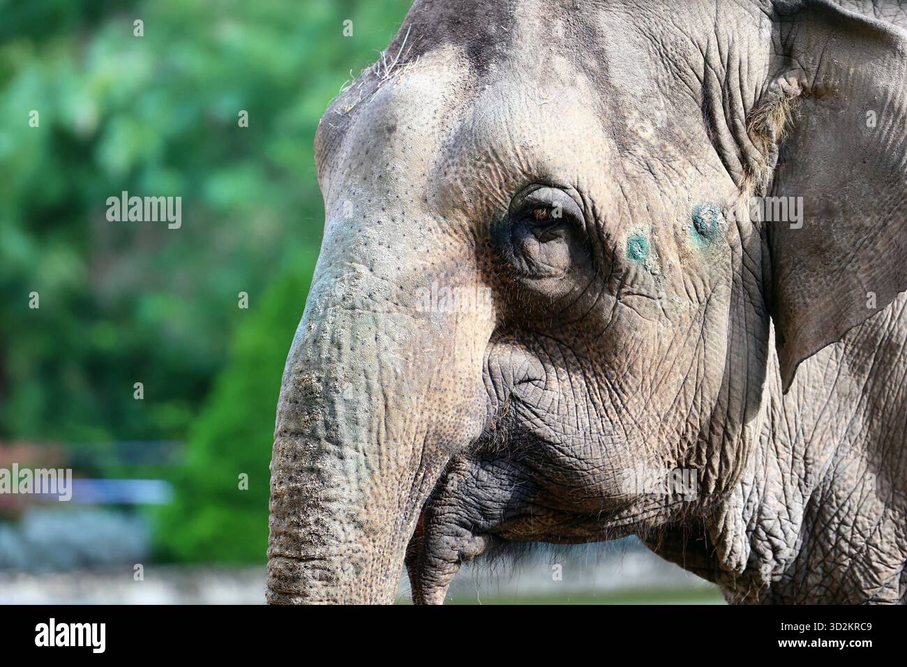 Primo piano della testa di un elefante, dell'orecchio e della pelle testurizzata Foto Stock