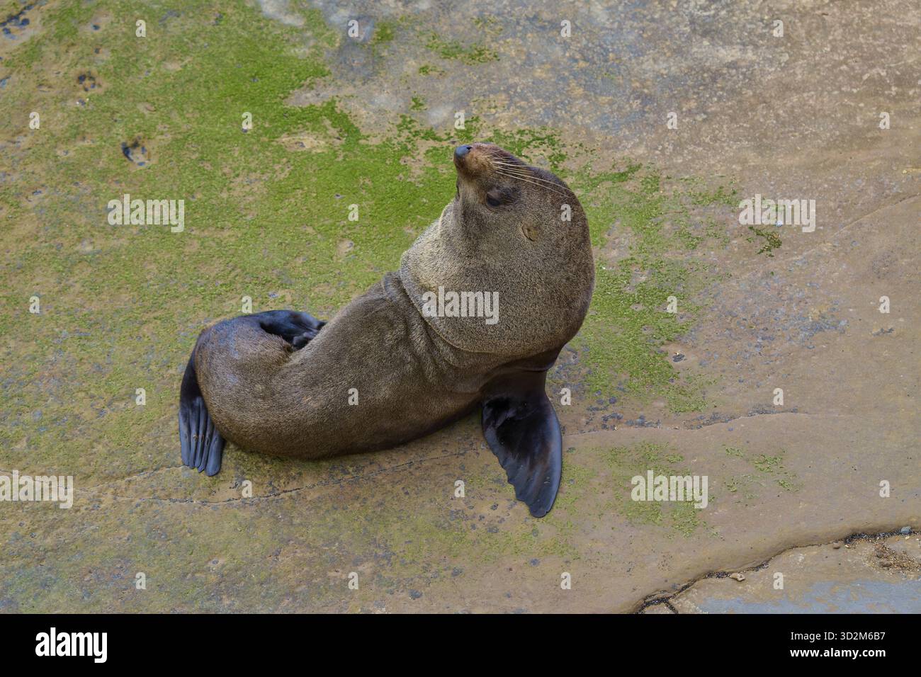Foca appoggiata su rocce verdi ricoperte di alghe, foca neozelandese (Arctocephalus forsteri), Shag Point, Palmerston, Otago, South Island, nuova Zeala Foto Stock