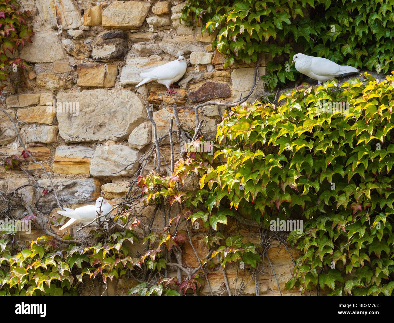 Colombe bianche addomesticate Columba livia che popolano Parthenocissus tricuspidata, Boston Ivy, sulla muratura del Castello di Hever, Kent Foto Stock