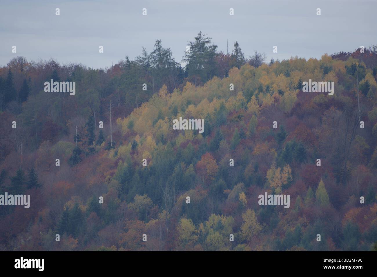 Ottobre d'oro nella foresta di Mainhardt, parco naturale della foresta sveva-Franconica, Schwaebisch Hall, Hohenlohe, Germania Foto Stock