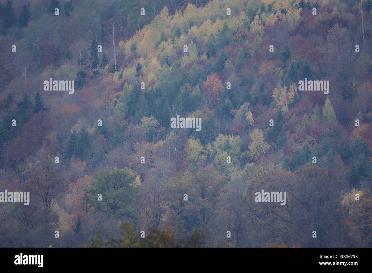 Ottobre d'oro nella foresta di Mainhardt, parco naturale della foresta sveva-Franconica, Schwaebisch Hall, Hohenlohe, Germania Foto Stock