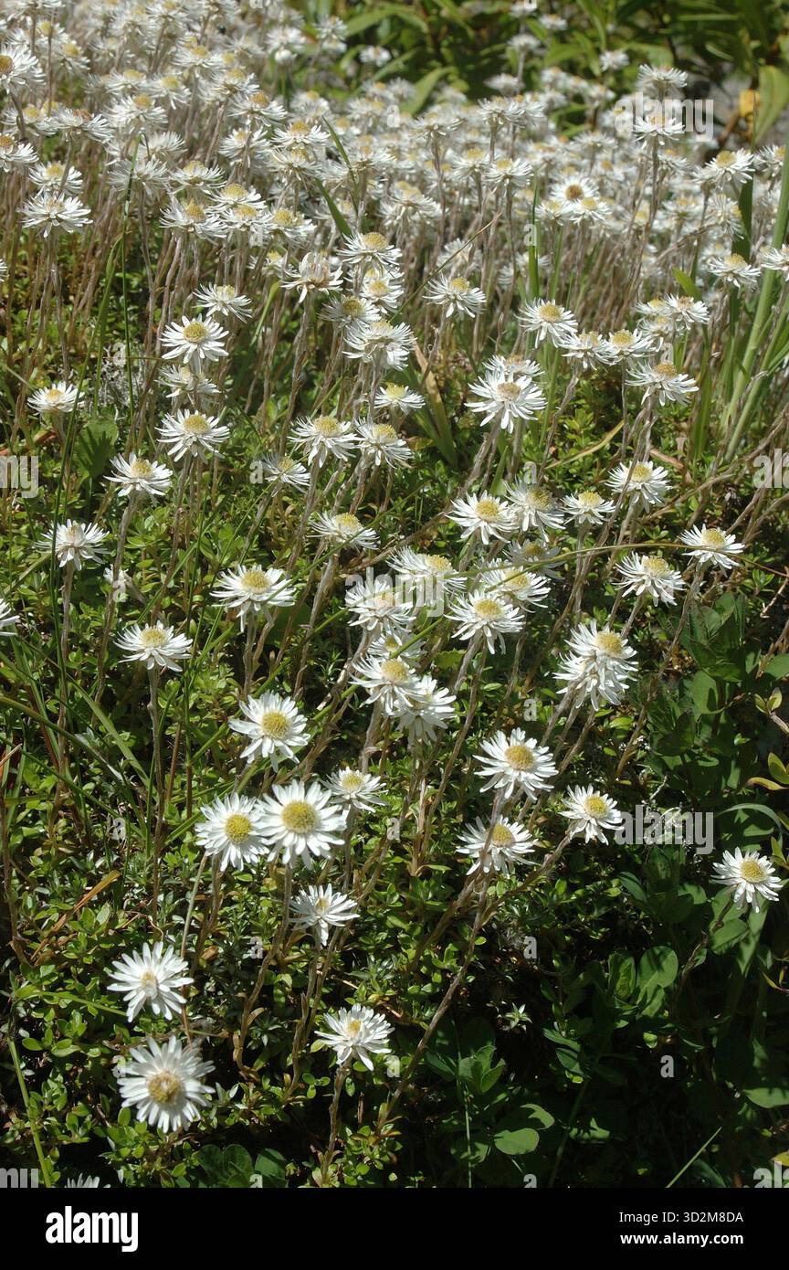 Margherite eterna della nuova Zelanda, leccidiodi Helichrysum o campanelle di inferno Foto Stock