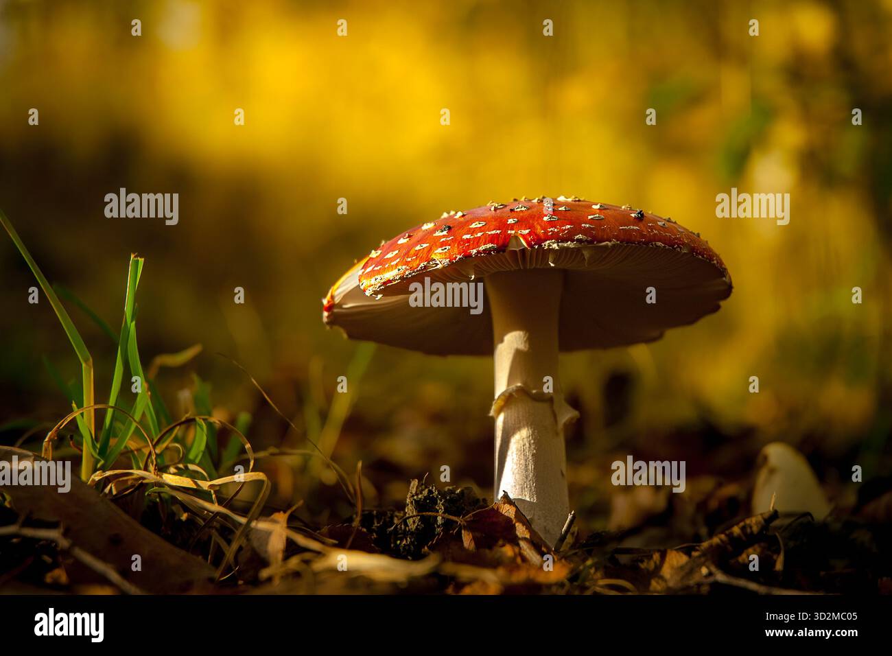 Fly Agaric Mushroom Foto Stock