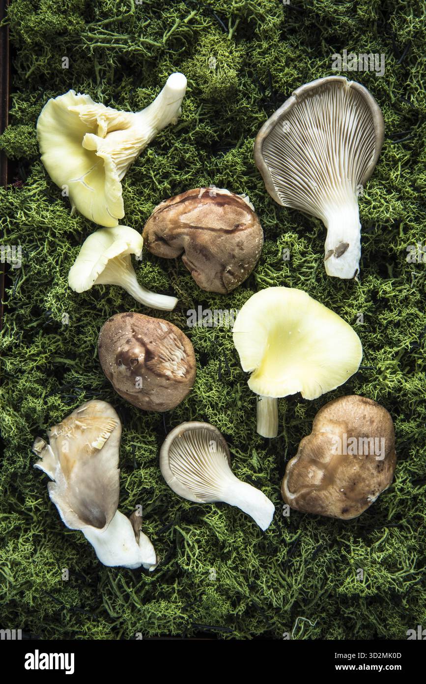 Funghi shiitake selvatici freschi sul muschio verde dall'alto Foto Stock
