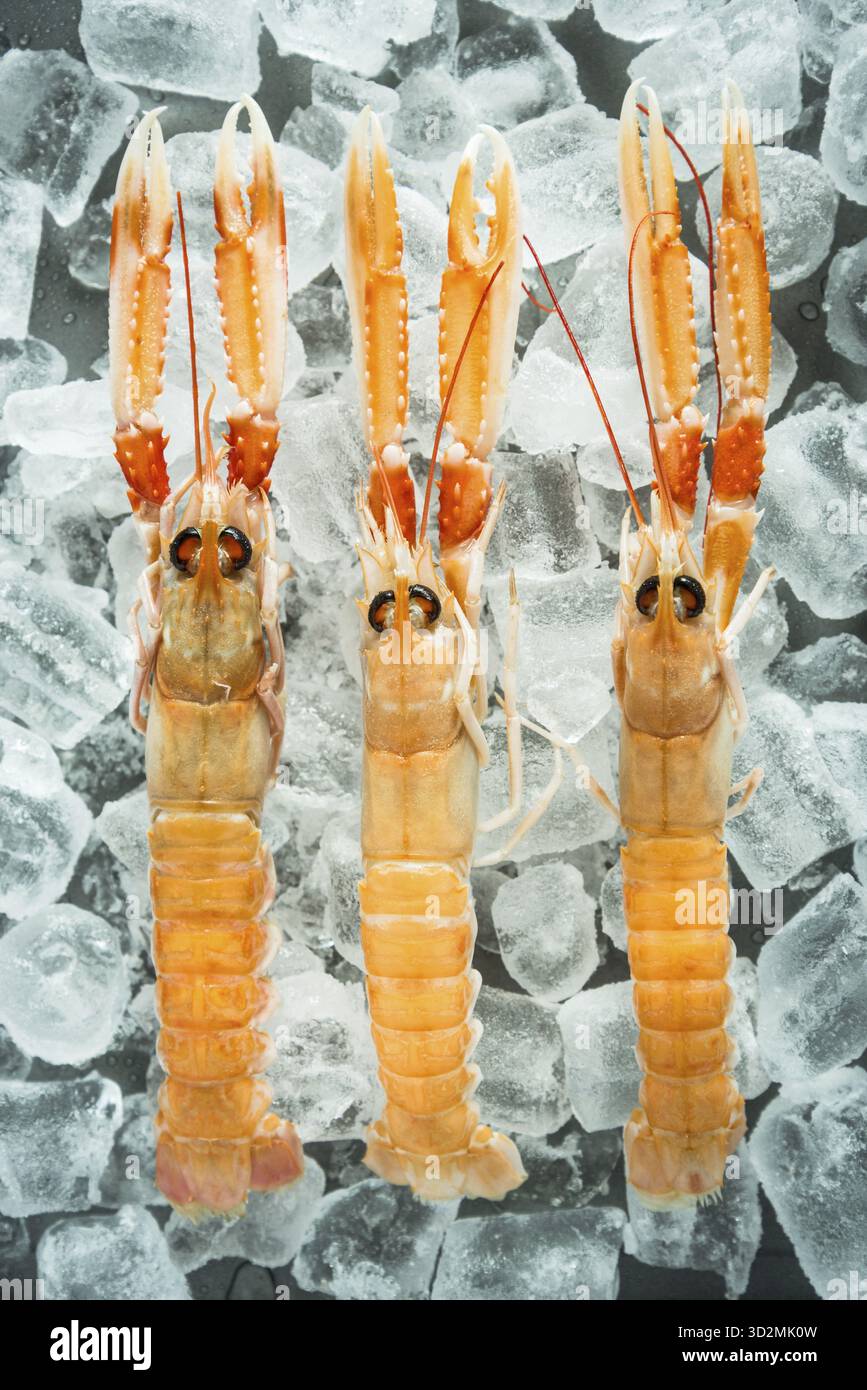 Pesce fresco, langoustine di pesce su ghiaccio Foto Stock