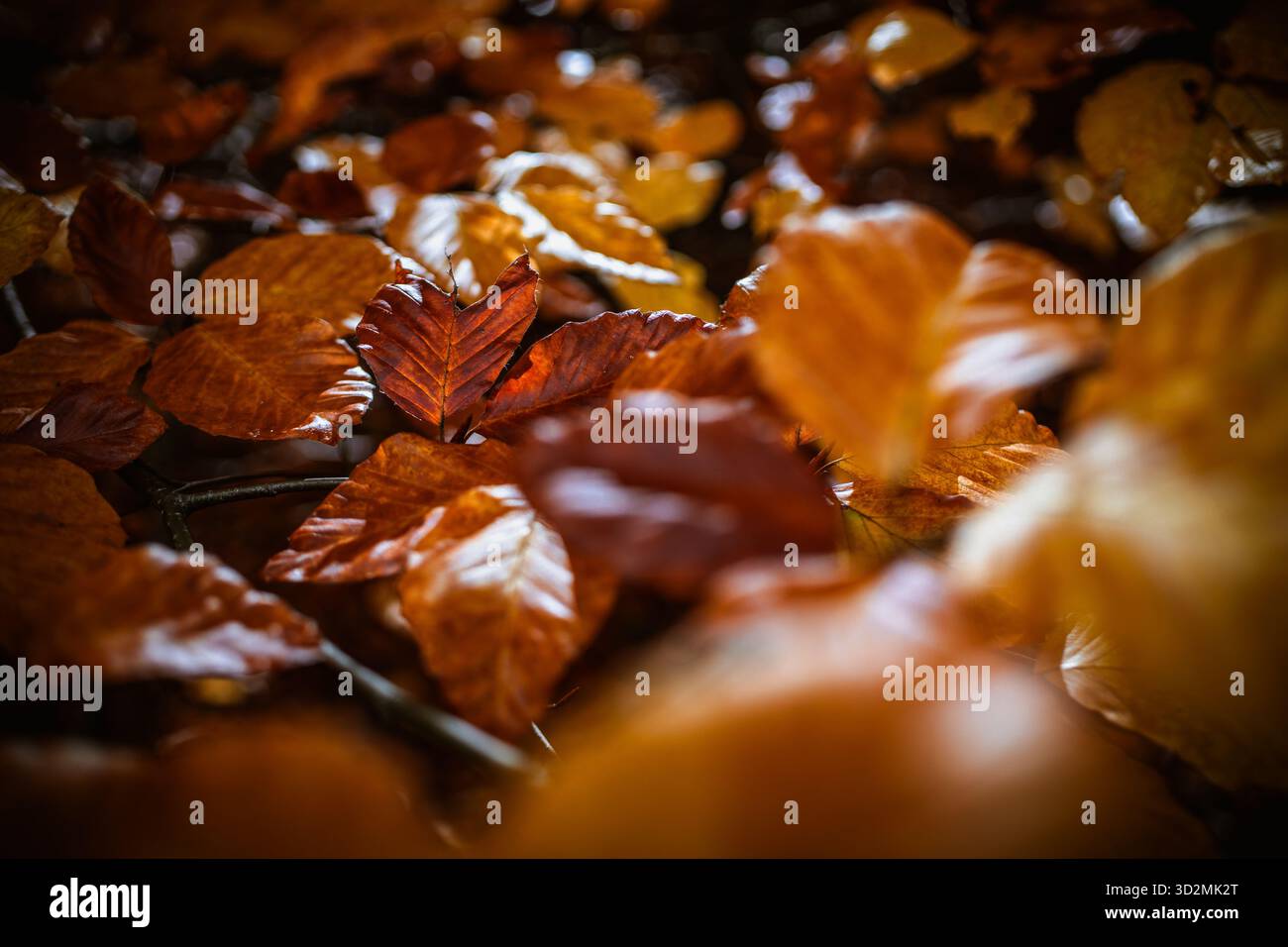 Primo piano di foglie d'autunno marrone su un ramo di luce naturale Foto Stock