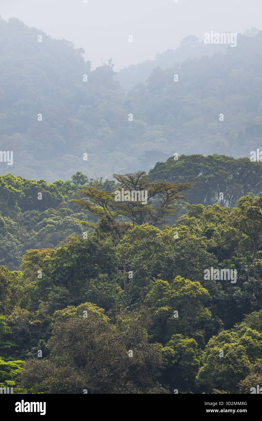 Paesaggio con foresta pluviale tropicale di montagna, colline e cime degli alberi, foresta impenetrabile di Bwindi, Uganda Foto Stock