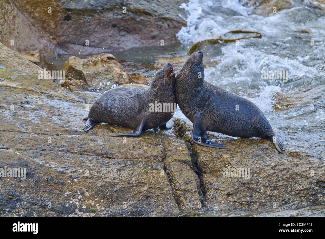 Un paio di foche riposano su una roccia accanto all'acqua frizzante, la foca della nuova Zelanda (Arctocephalus forsteri), Shag Point Lookout, Shag Point, Palmerston, Ota Foto Stock