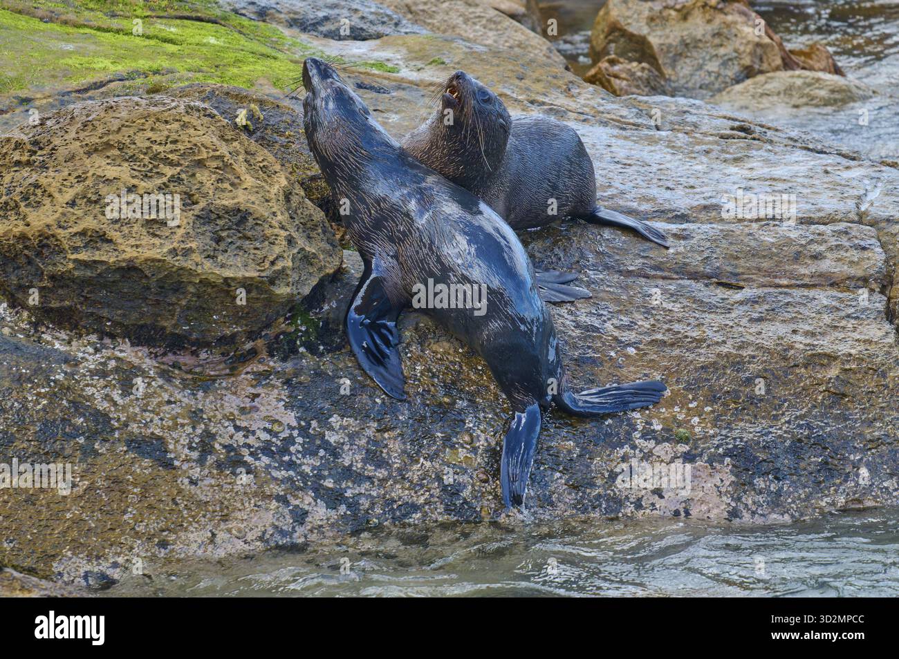 Due foche poggiano su una roccia sulla riva con l'acqua sullo sfondo, la foca della nuova Zelanda (Arctocephalus forsteri), Shag Point, Palmerston, Otago, Sout Foto Stock