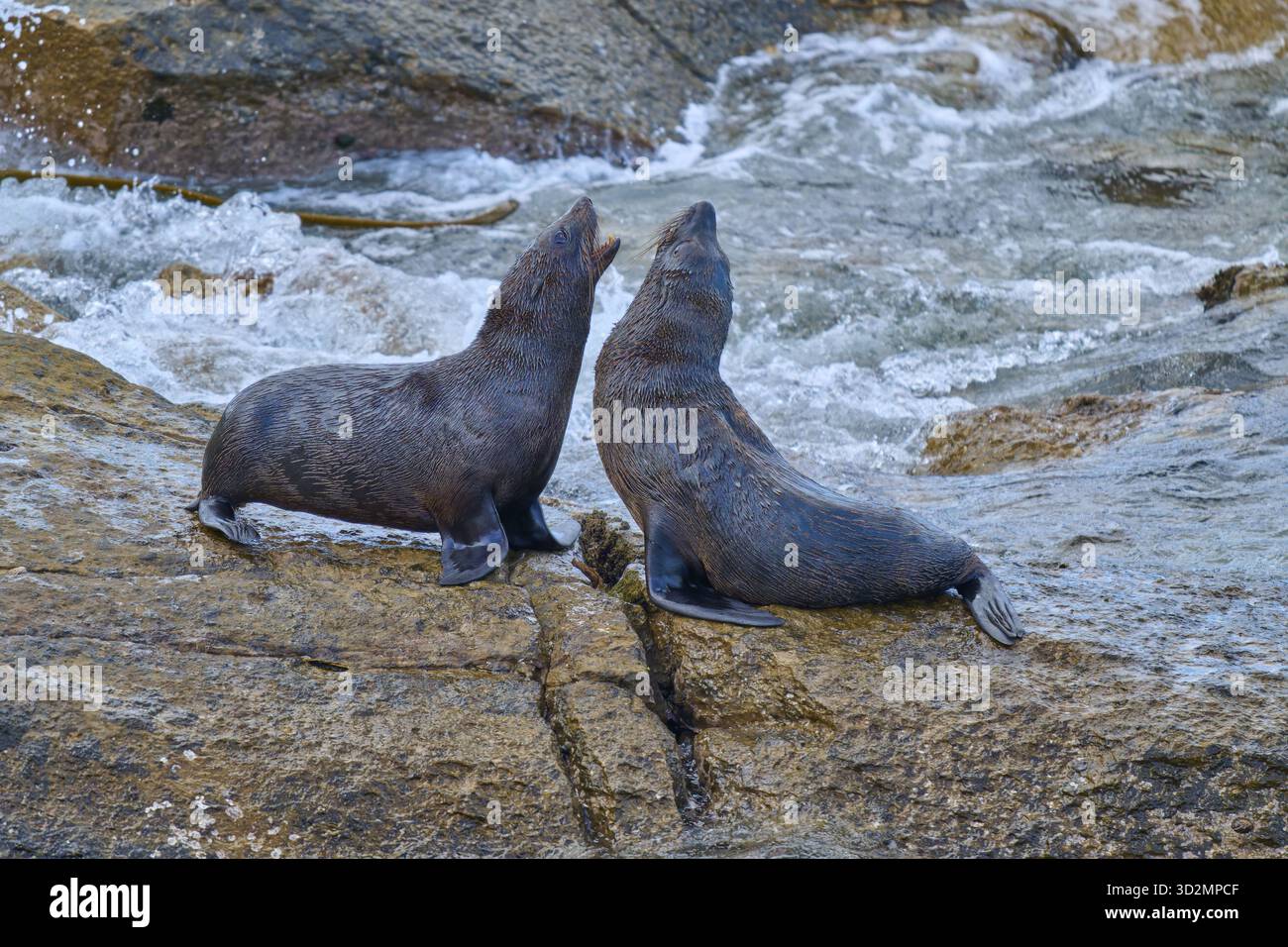 Due foche poggiano su una roccia accanto all'acqua corrente, foca orsina neozelandese (Arctocephalus forsteri), Shag Point Lookout, Shag Point, Palmerston, Otago, Sout Foto Stock