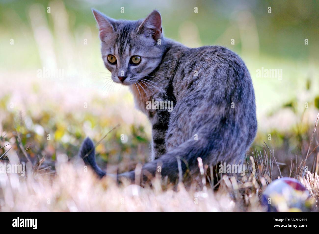 Adventures Kitten grigio tabby, di pochi mesi, giocare, guardare la fotocamera, retroilluminazione. Foto Stock