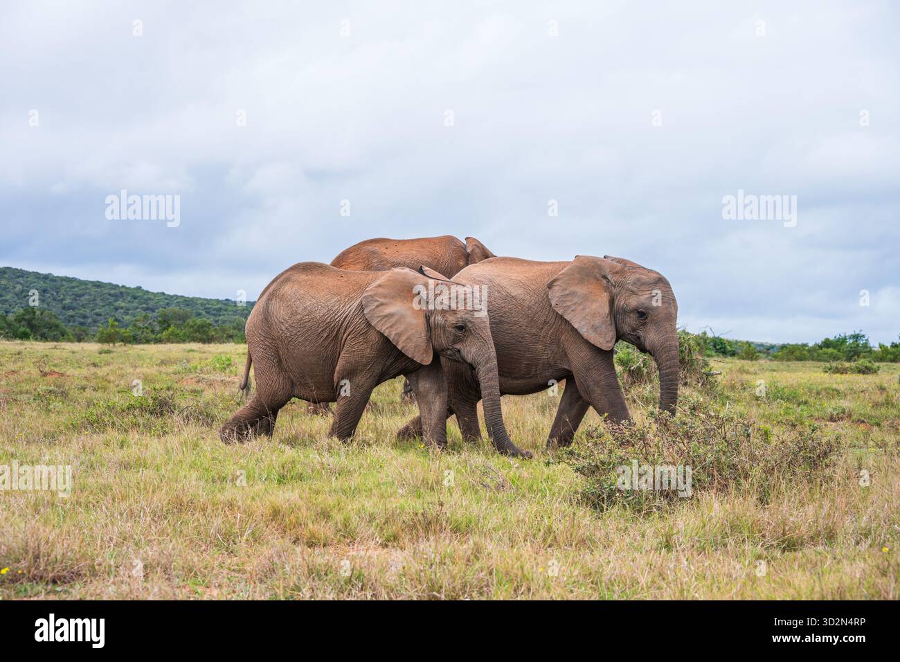 Elefanti nel Parco Nazionale degli Elefanti di Addo in Sudafrica. Foto Stock