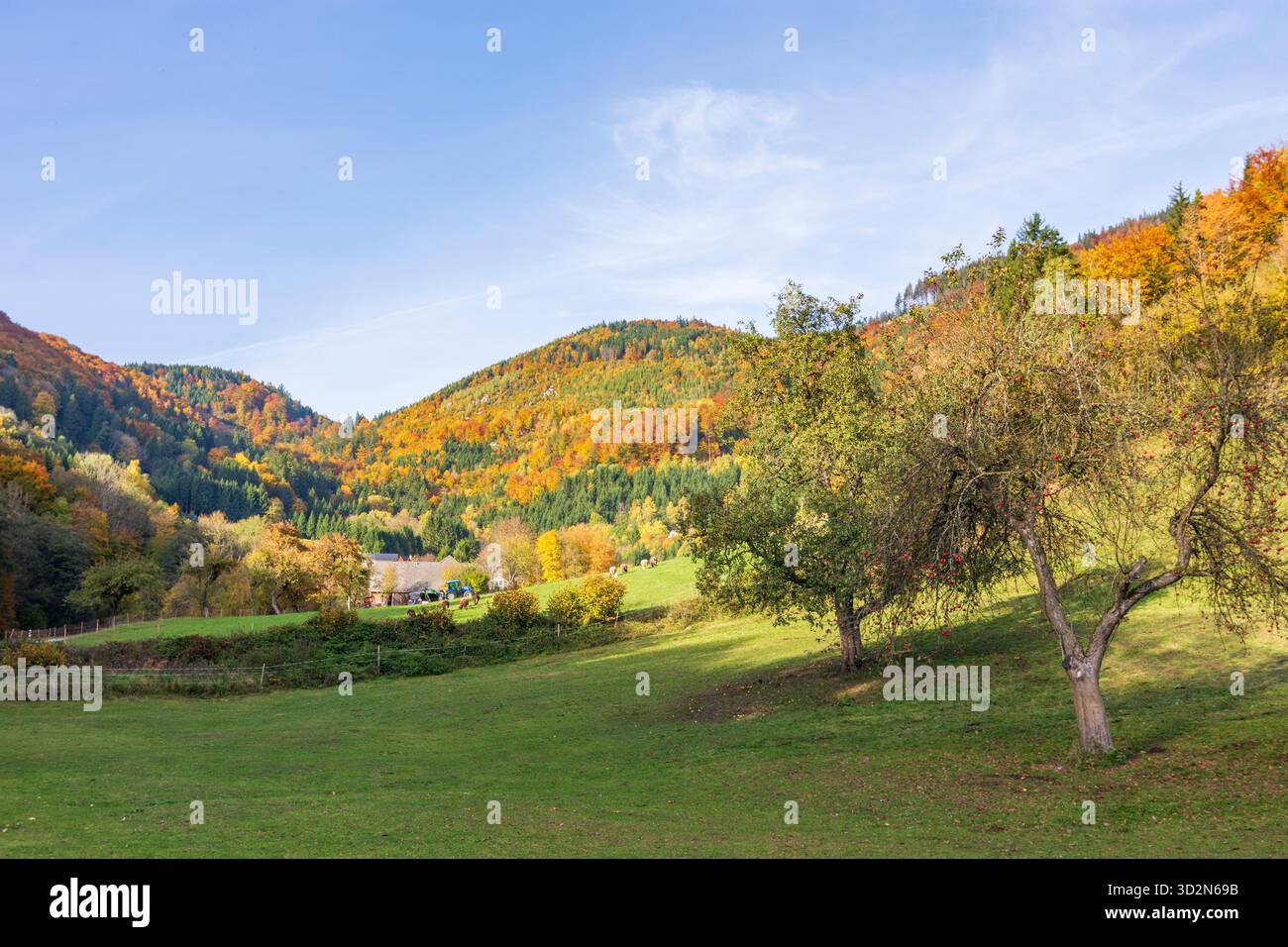 Yspertal: valle del torrente Große Ysper, prato, pecore a Waldviertel, Niederösterreich, bassa Austria, Austria Foto Stock