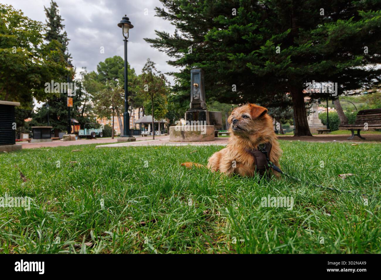 Nami, un cane di razza mista sull'erba nel Paseo de Cervantes Park, Alcoy Foto Stock