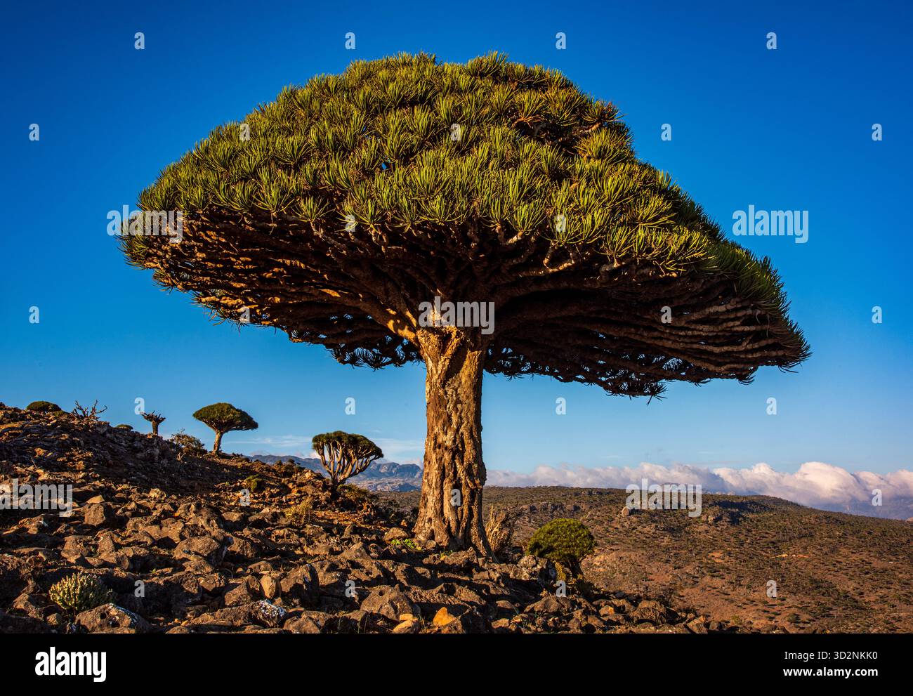Gli alberi di sangue di drago prosperano nel paesaggio unico dell'altopiano di Diksam, mostrando la loro forma distintiva contro un cielo blu. Foto Stock