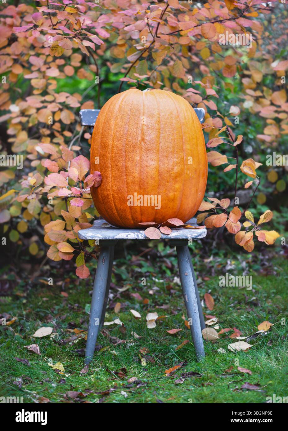 Natura morta rustica con gigantesche zucche arancioni «Early Giant» (Cucurbita pepo) su una sedia intemprata sotto foglie autunnali colorate. Foto Stock