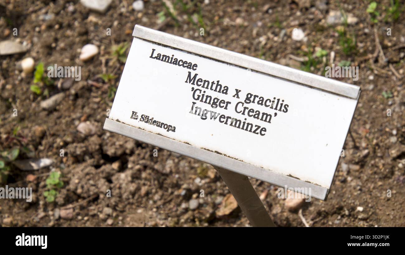 Firma in un giardino botanico che mostra “Ingwerminze” con informazioni supplementari sulla specie vegetale. Foto Stock