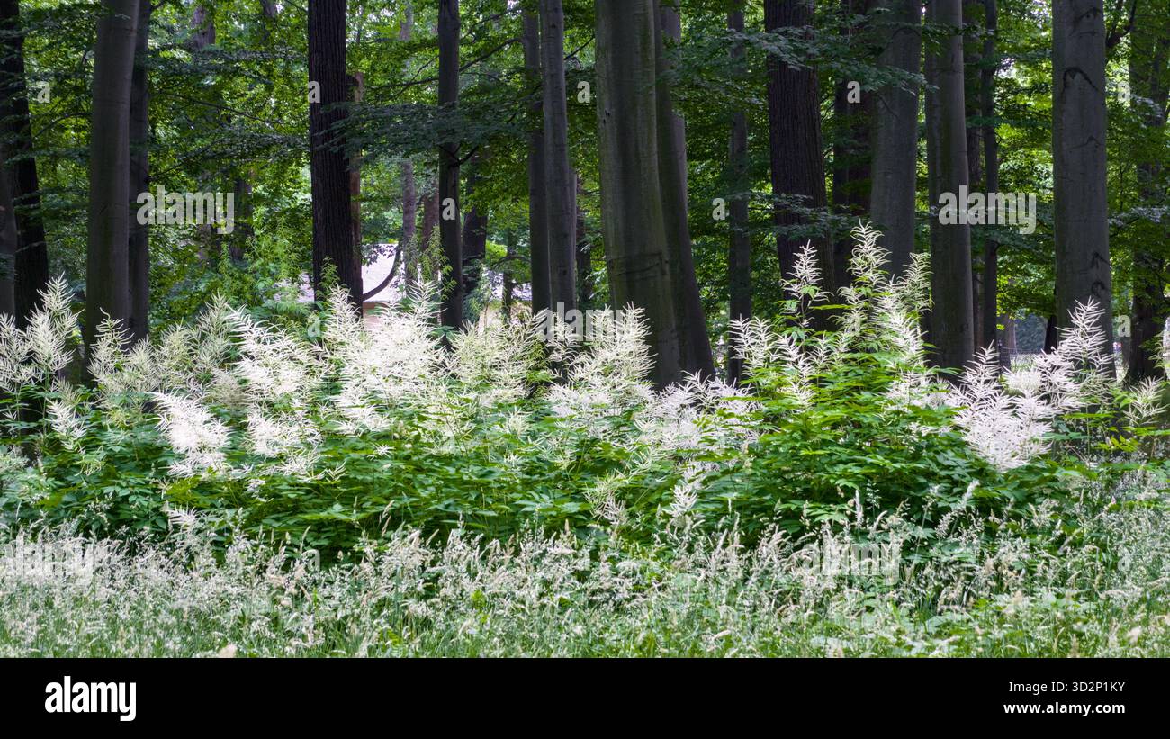 Spirea di Arends (Astilbe x arendsii) in piena fioritura, adagiata su uno sfondo di alberi alti, che evidenziano vivaci fiori da giardino. Foto Stock