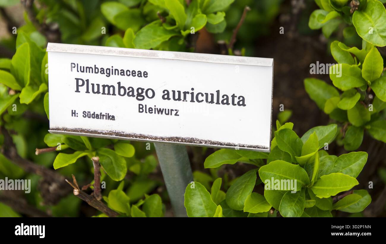 Leadwort (Plumbago auriculata) in una vasca di legno con un'etichetta che indica le specie vegetali, mostrando un fogliame vivace. Foto Stock