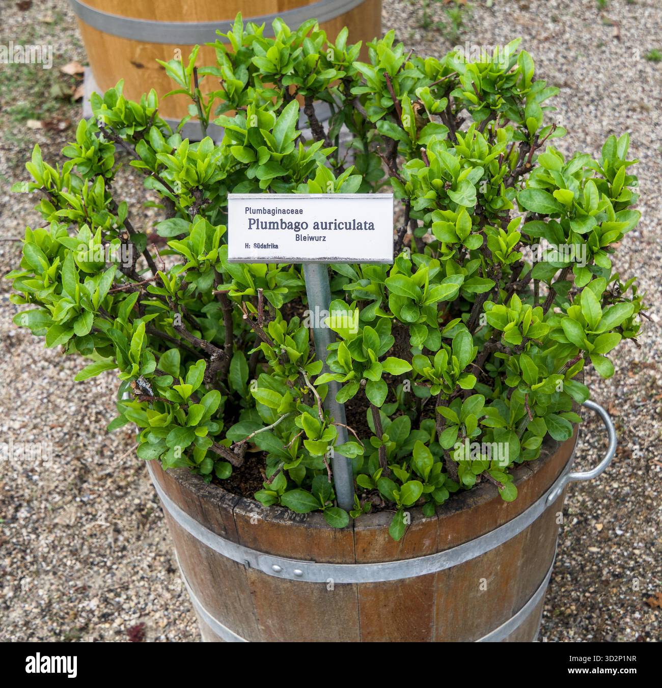 Leadwort (Plumbago auriculata) in una vasca di legno con un'etichetta che indica le specie vegetali, mostrando un fogliame vivace. Foto Stock