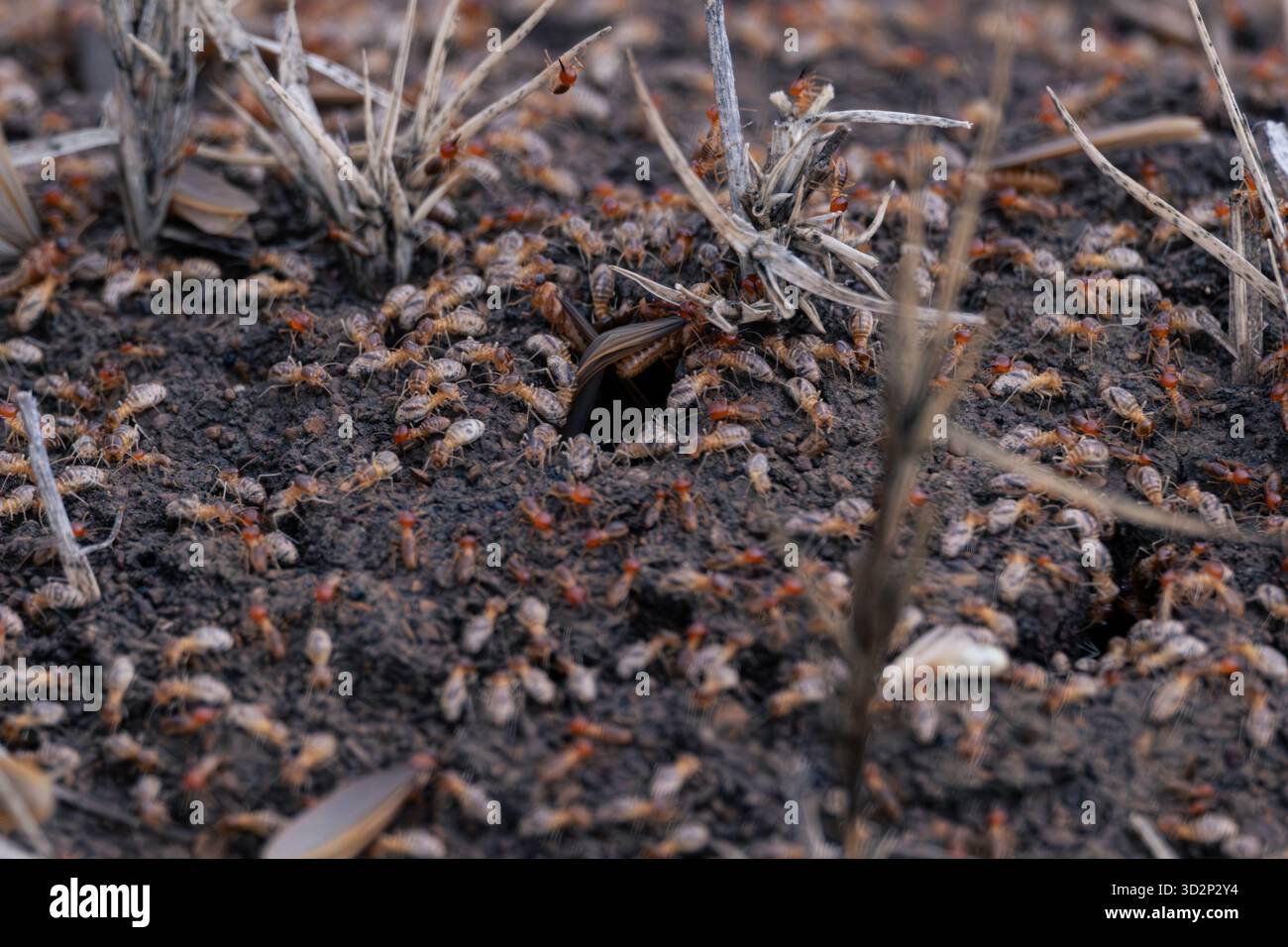 Le termiti si estendono intorno all'ingresso Nest in Soil Foto Stock