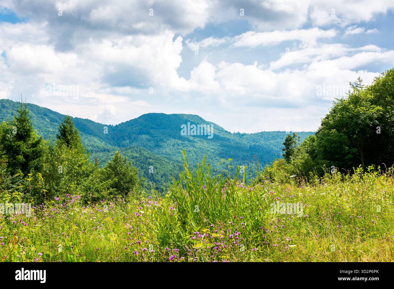 prato alpino con erbe aromatiche e fiori selvatici circondato da boschi di faggi. montagne dei carpazi sfondo sotto il cielo blu con nuvole. clima estivo caldo Foto Stock