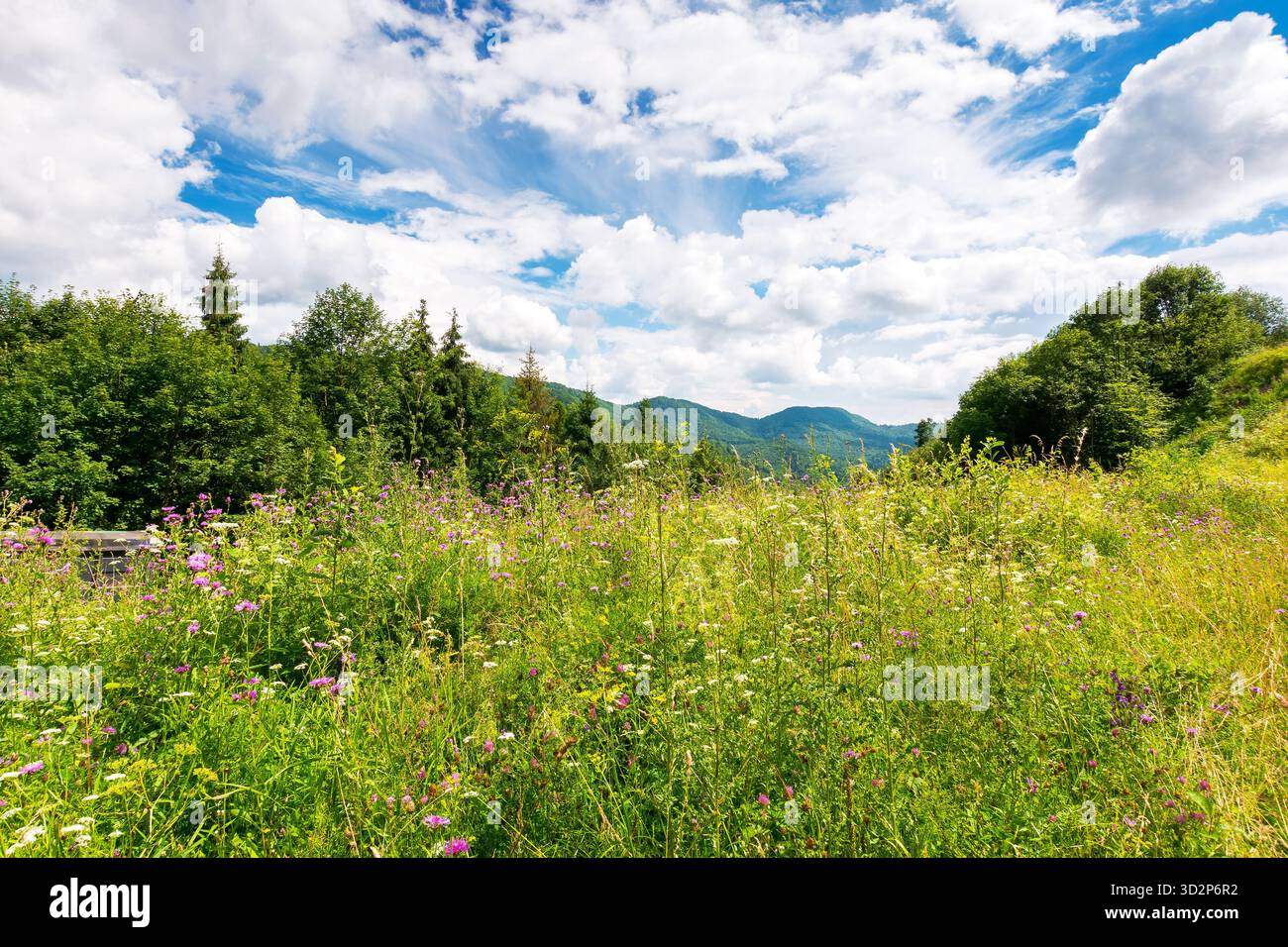 prato alpino con erbe aromatiche e fiori selvatici circondato da boschi di faggi. montagne dei carpazi sfondo sotto il cielo blu con nuvole. clima estivo caldo Foto Stock