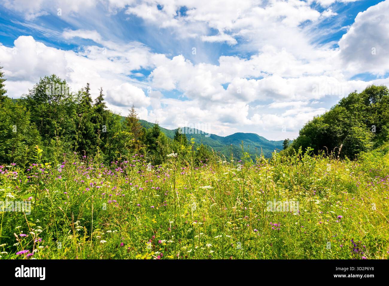 prato alpino con erbe aromatiche e fiori selvatici circondato da boschi di faggi. montagne dei carpazi sfondo sotto il cielo blu con nuvole. clima estivo caldo Foto Stock
